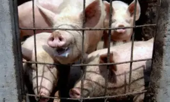 БАБХ констатира огнище на Африканска чума по свинете АЧС в