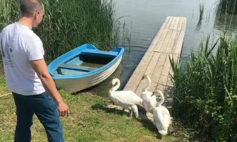 Освободиха лебеди, конфискувани от частен дом, в езерото Вая