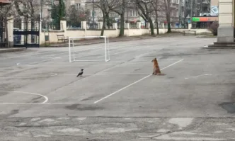 Лисица беше забелязана да се разхожда в двора на столичното