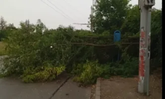 Буря с проливен дъжд и силен вятър нанесе щети в Плевенско и Ловешко
