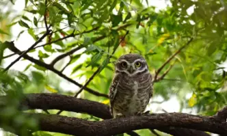 Спасиха заклещена в комин домашна кукумявка в Пловдивско съобщиха от
