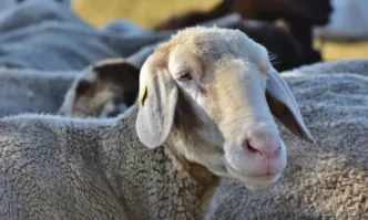 Общо пет са установените до момента огнища на шарка по