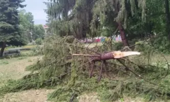Ураганен вятър изкорени дървета в Търговище