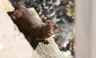 Областната дирекция по безопасност на храните Стара Загора е констатирала