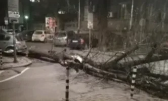 Заради вятъра снощи: Десетки сигнали за паднали дървета и ламарини в София