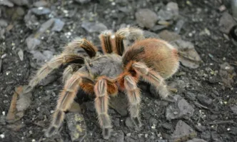 Германските митнически власти разкриха необичайна и обезпокоителна пратка – около