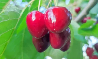 В сливенското село Градец където изборният ден започна има близо