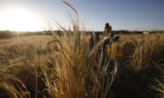 Зърнопроизводители: Държавата създава хаос на пазара на пшеница
