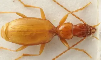 От края на Втората световна война насам нито едно научно