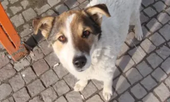 Задълбочава се проблемът с бездомните кучета у нас съобщава Нова