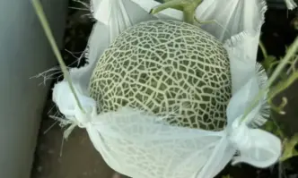 Онлайн търг за покупката на японски кралски пъпеш отглеждан за