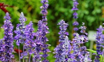 Средиземноморието се счита за родното място на градинския чай салвия