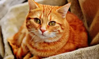 Защо котките имат плешиви петна пред ушите си?