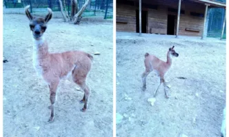 Старозагорският зоопарк с радост споделя прекрасна новина – на 17