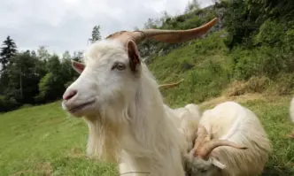 Пренаселено: Италиански остров предлага кози за осиновяване