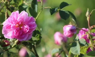 Гарантира се произходът и качеството на продуктите от маслодайна роза
