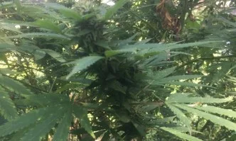 Спипаха над 120 кг марихуана