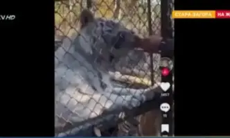 Момчето и момичето са давали солети на мечки а дете