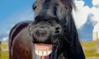 Мнозина обичат да се шегуват и се смеят но един