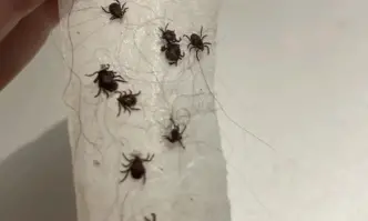 От ФейсбукСлед всяка разходка и по мен и по кучето