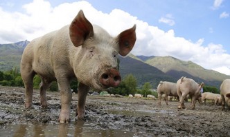 Ново огнище на африканска чума по свинете, заразата е открита в село Радиново