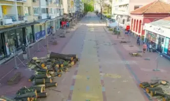 Десетки здрави липи бяха изчечени в центъра на Добрич по