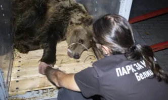 Паркът за мечки в Белица си има нов обитател