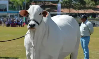 В Бразилия има милиони крави но една от тях е