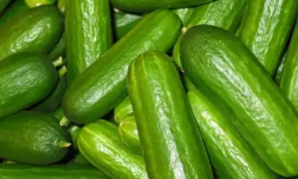 Първите български краставици произведени в оранжериите у нас вече се