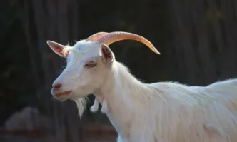 Българската агенция по безопасност на храните БАБХ установи за първи