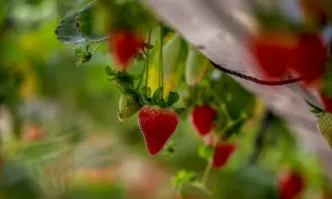 Производители на малини и ягоди от цялата страна излизат на