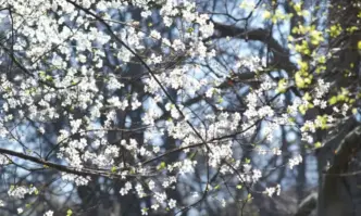 През деня ще бъде предимно слънчево над Западна България