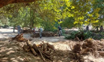 Забраниха сеченето на дървета в Карловско