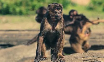Маймуни отмъкнаха кръвни проби на възможни носители на COVID-19 в Индия (ВИДЕО)