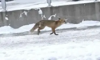 Кметът на община Слатина Георги Илиев публикува в профила си