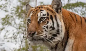 Почина сибирската тигрица Шели една от любимките на Столичния зоопарк С
