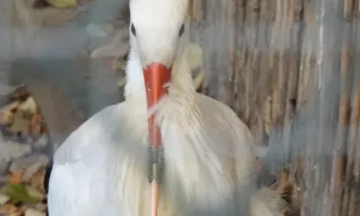 Ветеринари от партньорската на Софийския зоопарк организация СНЦ Зелени Балкани