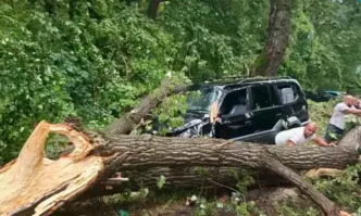 Огромно дърво се стовари върху джип до ресторант в Пловдив