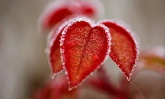 В седмицата на виното и любовта Малък Сечко ще ни