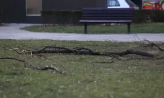 Силният вятър създаде проблеми в Пловдив тази сутрин Паднали клони