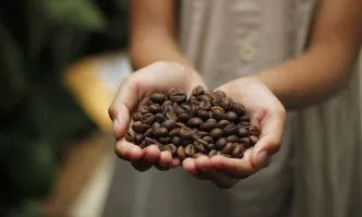 По какво се различава кафето Робуста от Арабика?
