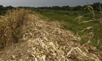 Екшън за крадена царевица: Роми отричат, че са я взели, а пазачи отричат, че са ги пребили