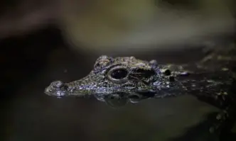 Откриха крокодил отглеждан в дупка в софийското село Ботунец Влечугото