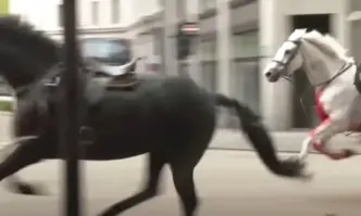 Четирима души са приети в болница след като армейски коне