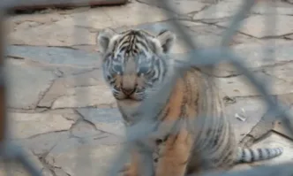 Най ценният коледен подарък в Стара Загора вече има лице След