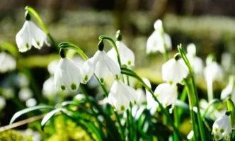 Пролетно време ще има на днешния 22 февруари месец преди