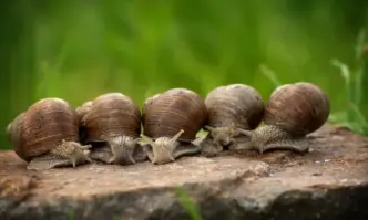 От Фейсбук профила на Иво СиромаховПриятели ето какви гадини се