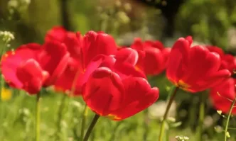 Днес ще е предимно слънчево с временни увеличения на облачността