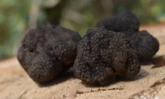 Българският трюфел е хит на европейския пазар а брането му