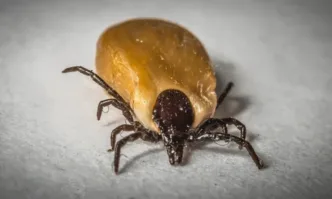 Марсилска треска след ухапване от кърлеж в Пазарджик – над